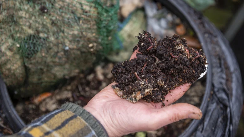 Not Leftover Food: The Overlooked Garage Scrap You Could Be Adding To Compost