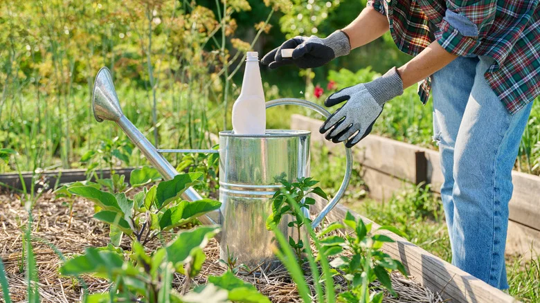 Not Miracle Gro Nor Coffee Grounds: The Fertilizer You Can DIY For A Thriving Garden