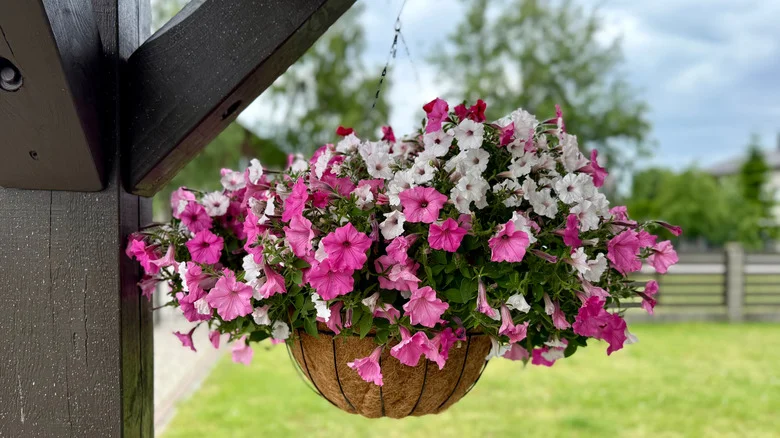 Not Misting: Amazon Has A Solution To Keep Hanging Flower Baskets Hydrated In The Summer Heat