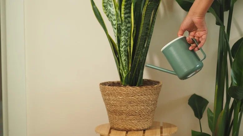 Not Once A Day, Not Once A Week, Here’s How Often To Water Snake Plant In The Winter