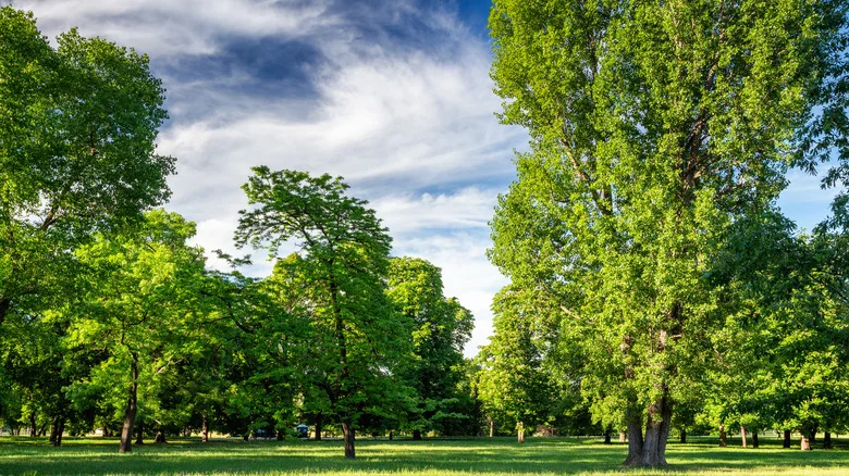 Not Redwood, Not Bradford Pear: The Evergreen Tree You Should Never Plant In Your Yard