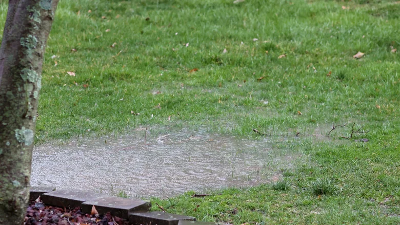 Not Retaining Walls: There’s A Natural Way To Control Drainage For Sloped Yards
