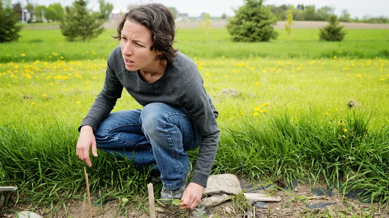 Not Worms, Not Insects: The Strange Backyard Creature That Helps Your Soil Flourish