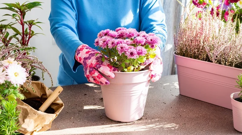 November May Mean Dropping Temps But These Plants Are Just Getting Started