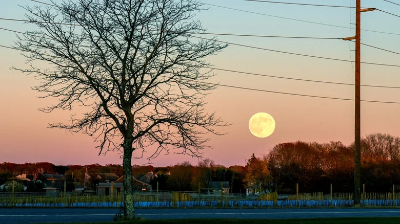 November’s Beaver Moon: The Best Days For Harvesting Your Plants, According To The Old Farmer’s Almanac