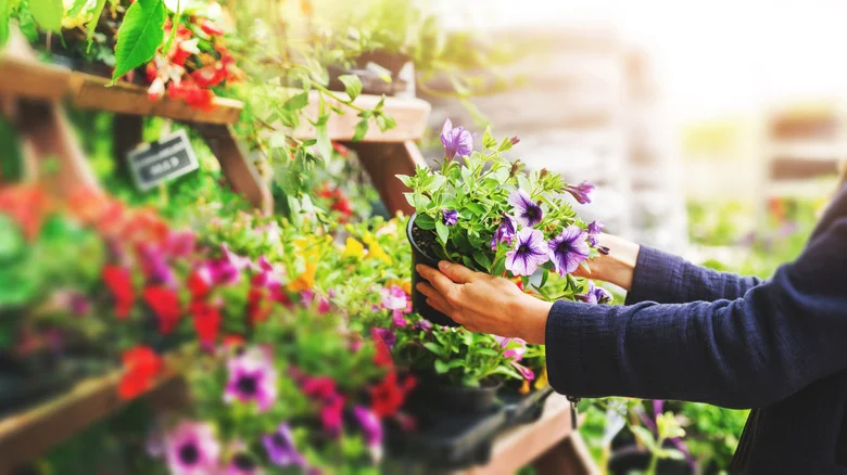Nursery Vs Garden Center: Which One Better Suits Your Gardening Needs?
