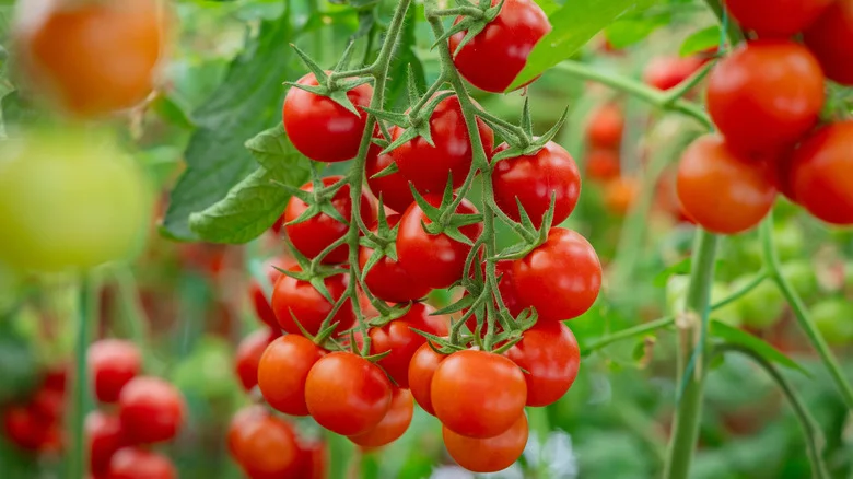 One Of The Best Tomato Varieties To Grow Is Resistant To Both Cracking And Blight