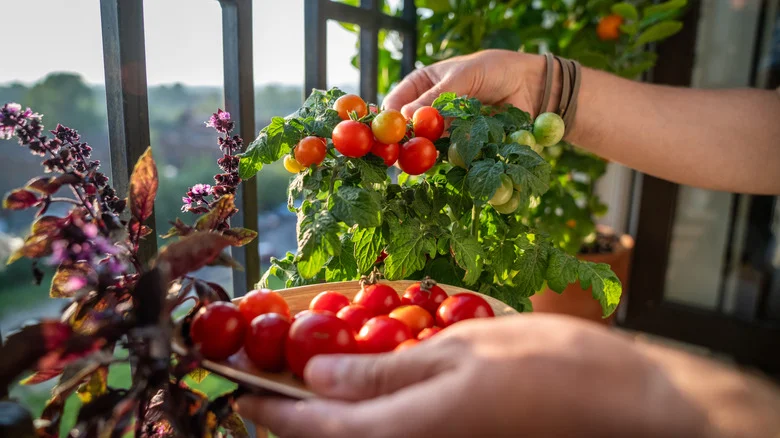 One Of The Biggest Mistakes You Can Make When Planting Tomatoes In Containers