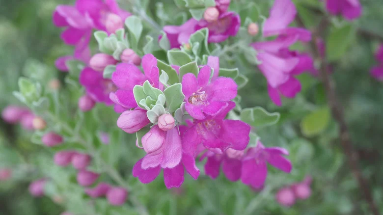 One Of The Main Reasons Why Texas Sage Is Such A Popular Garden Flower