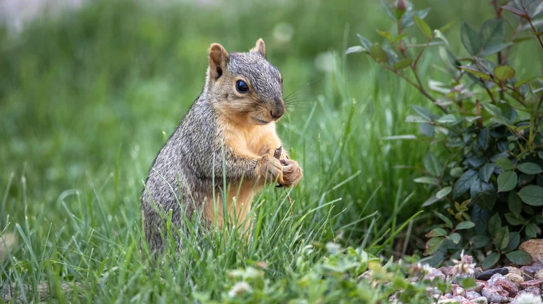 One Unexpected Scent Could Be The Key To Keeping Squirrels Out Of Your Garden