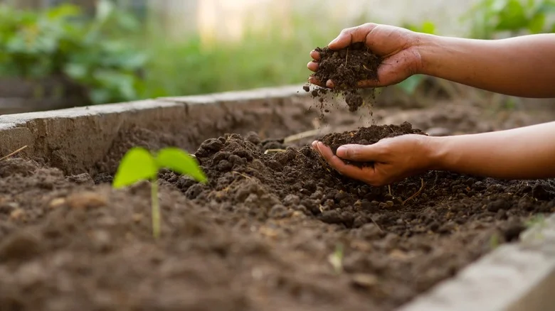 One Vegetable Is Perfect For Beginner Gardeners, According To Martha Stewart