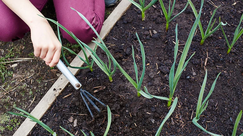 Onion Sets Vs Onion Seeds: What’s The Difference And Which Is Better For Your Garden?