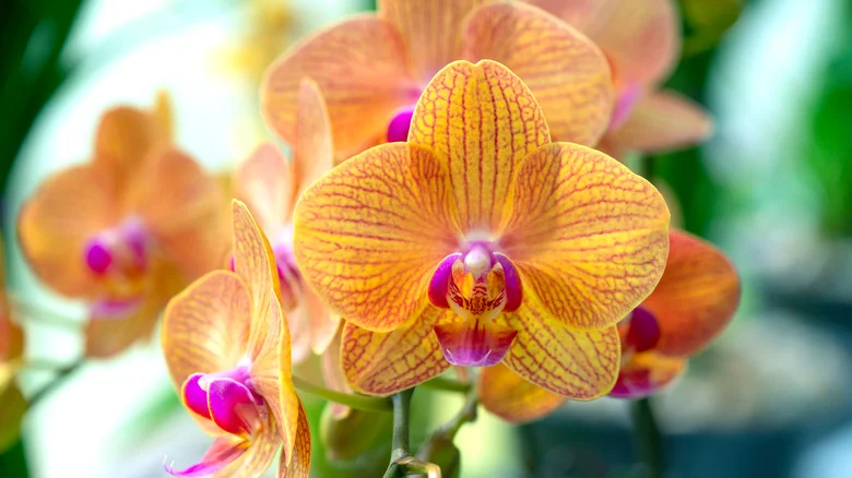 Orchids: Everything You Should Know Before Planting