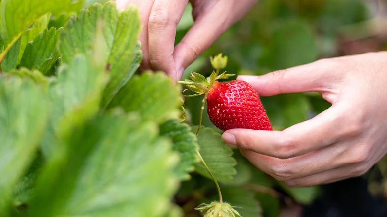 Our Best Tips For Identifying And Eliminating Spider Mites On Strawberry Plants