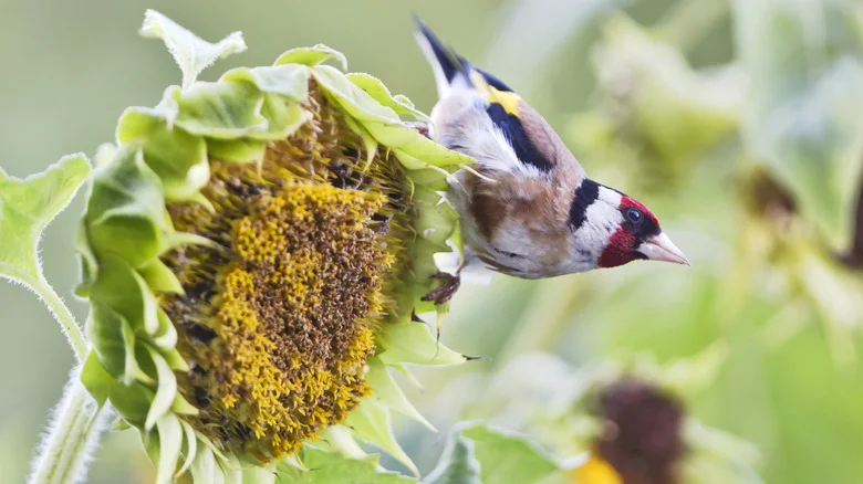 Our Best Tips For Preventing Your Sunflowers From Becoming Bird Food