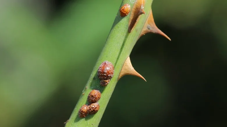 Our Entomologist Explains The Best Way To Identify And Eradicate Rose Scale In The Garden
