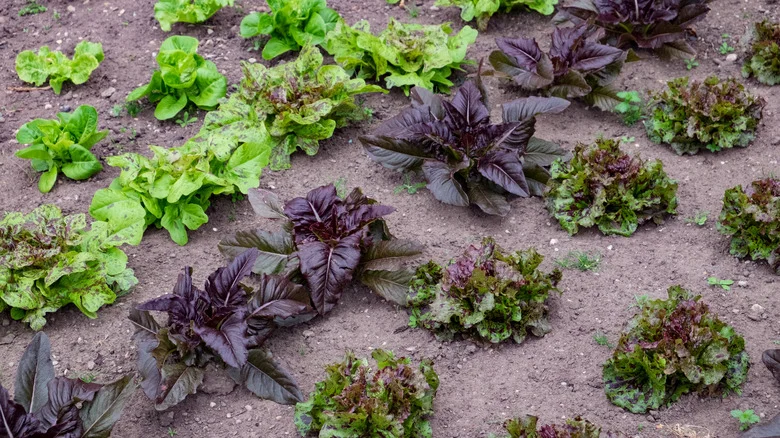 Our Expert Gardener Recommends 10 Heirloom Lettuce Varieties, Perfect For A Delightful Summer Harvest