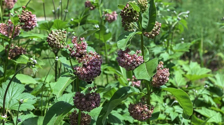 Our Experts’ Top Tips For Planting Milkweed And Other Butterfly-Friendly Flowers Together