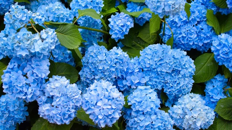 Our Gardening Expert Explains What A Dormant Hydrangea Really Looks Like Before Coming To Life In The Spring