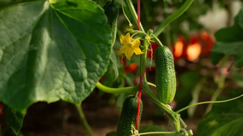 Our Gardening Expert Tells Us The Top 3 Companion Plants For Healthy Cucumbers