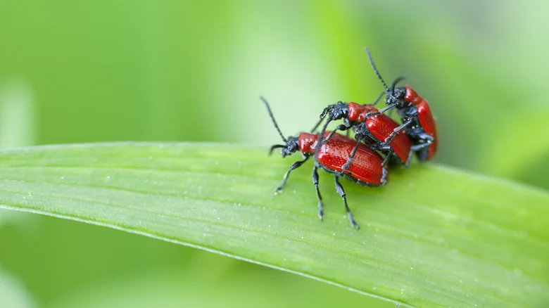 Our Gardening Expert’s Tips For Keeping Red Lily Beetles Away With Pantry DIY Treatment