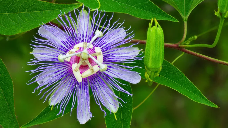 Our Master Gardener Reveals The Fast-Growing Perennial That’ll Turn Your Yard Into A Pollinator Haven
