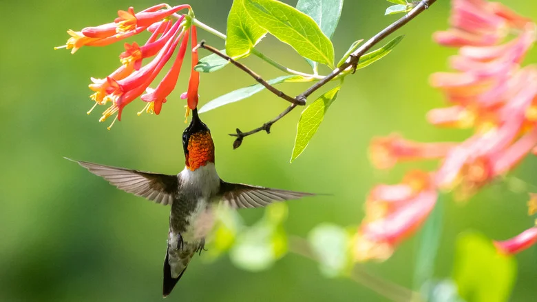 Our Master Gardener Says This Easy-To-Grow Plant Makes Lawns A Pollinator Paradise