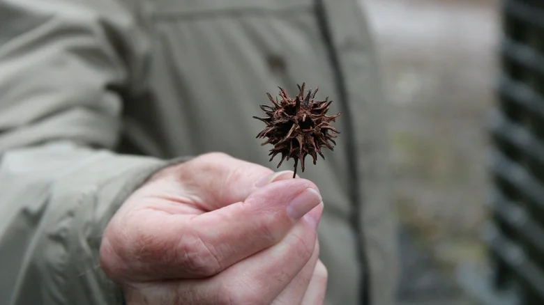 Our Master Gardener Shows Clever Ways To Use Sweetgum Balls In Your Yard And Garden