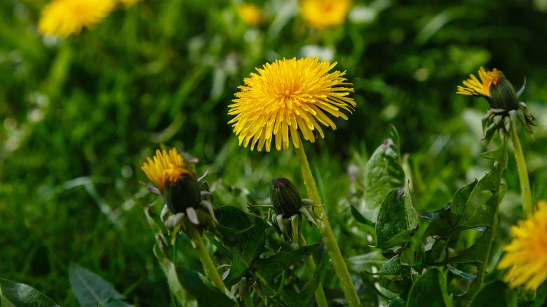 Our Master Gardener Tells Us About Dandelion Look-Alikes That May Be Lurking In Your Yard