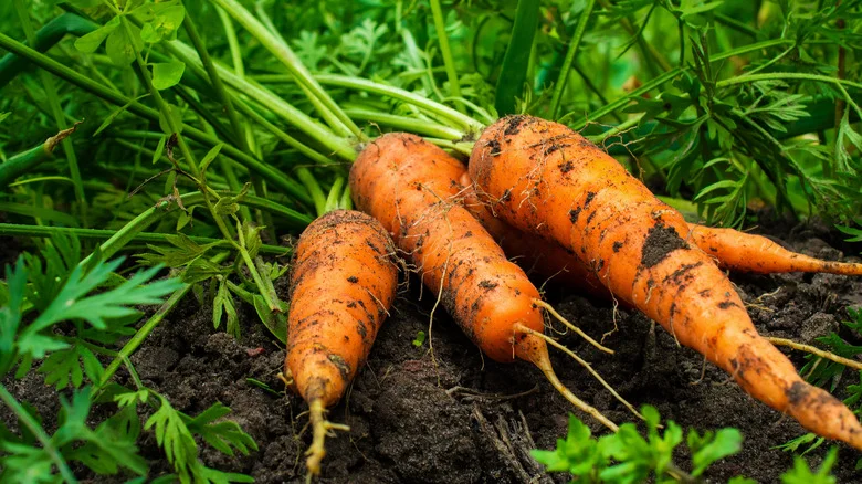 Our Master Gardener’s Advice For Growing Carrots In The Summer Heat