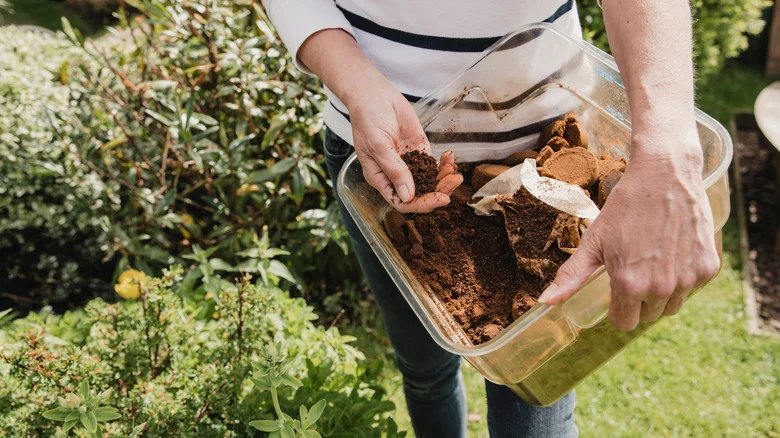Our Master Gardener’s Tips For Using Coffee Grounds To Give Tomato Plants A Boost