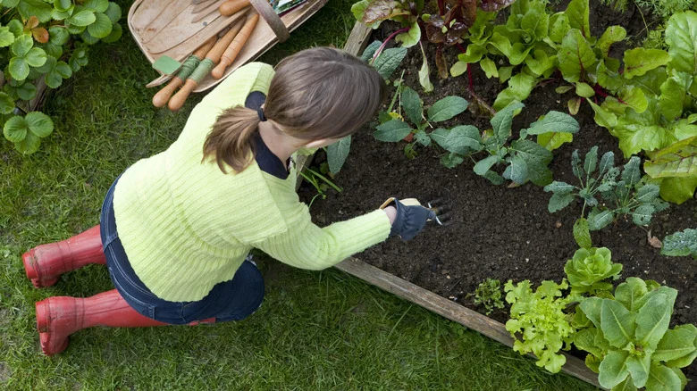 Our Master Gardener’s Top Tools For Banishing Pesky Weeds From Raised Beds