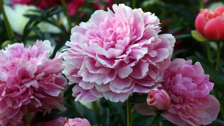 Our Professional Gardener On Why Your Peonies Aren’t Blooming Properly, And What To Do