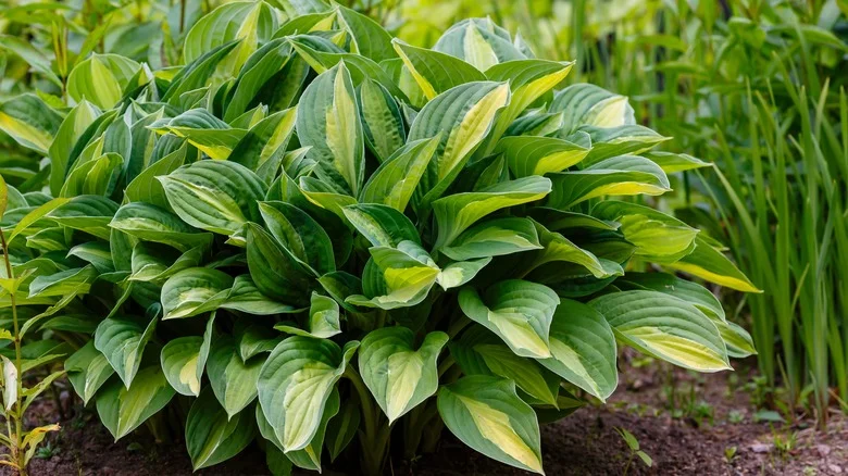 Our Professional Gardener Tells Us The Best Spring-Flowering Bulbs To Plant Near Your Hostas