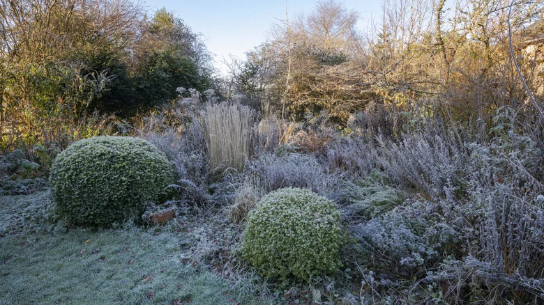 Our Professional Gardener’s Tips For Dealing With Frost Heaving In Your Winter Garden