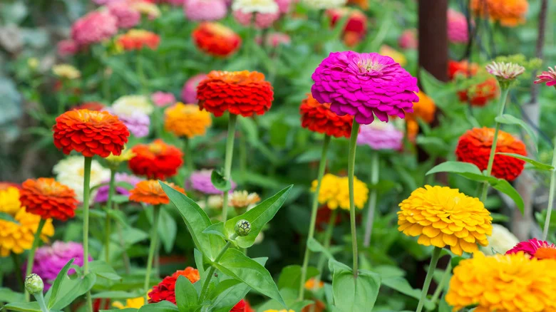 Our Professional Gardener’s Tips For Planting Zinnias For Season-Long Color