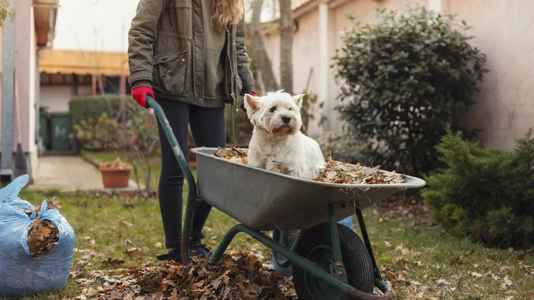 Our Professional Gardener’s Tips For Rebuilding Your Garden On A Budget After Losing Your Plants