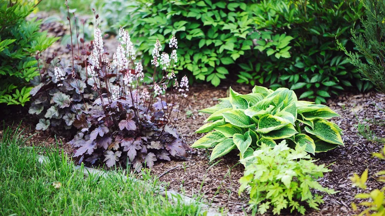 Our Professional Gardener’s Tips On What To Do If Your Shady Garden Suddenly Becomes Sunny