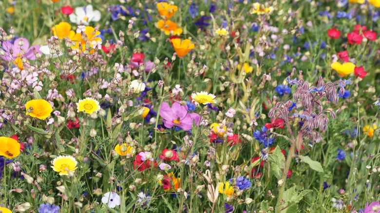 Our Professional Gardener’s Tips To Turn A Patch Of Lawn Into A Field Of Wildflowers