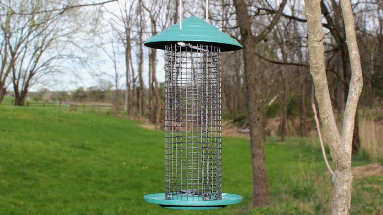 Out Of Bird Seed? Attract Colorful Birds Using Something Already In Your Kitchen