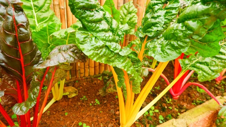 Pair Swiss Chard With These Flowers For A High-Impact Garden Bed