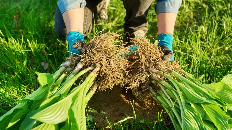 Perennials That Should Be Divided In Late Summer