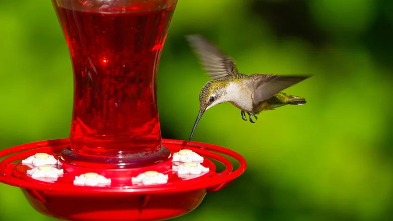 Pests That Could Be Emptying Your Hummingbird Feeder At Night (& How To Deter Them)
