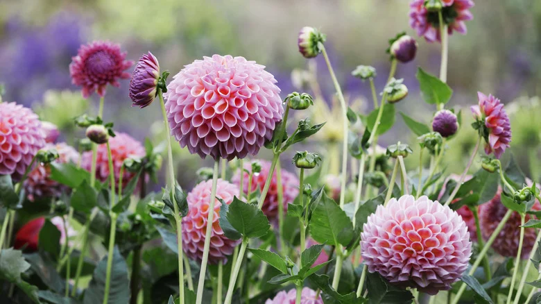 Pinch Back Your Growing Dahlias To Fill Your Garden With More Pretty Flowers