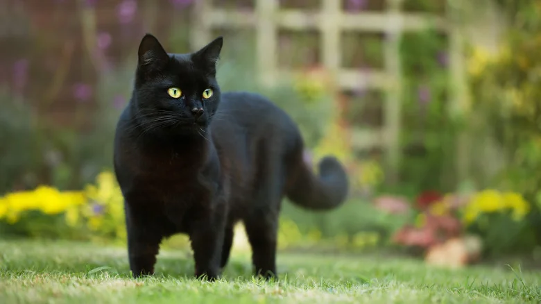 Pinterest Says This Simple Mistake Is Sure To Attract Stray Cats To Your Yard
