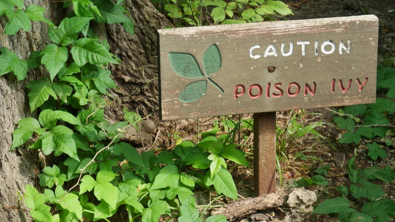 Pinterest’s Simple Fix For Getting Rid Of Fast-Spreading Poison Ivy Plants