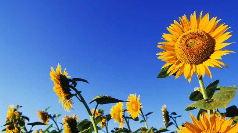 Plant A Stunning Sunflower Tent In A Few Easy Steps