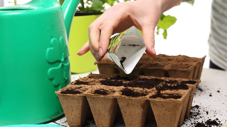 Plant Flower Seeds Faster With This Genius Pencil Eraser Hack