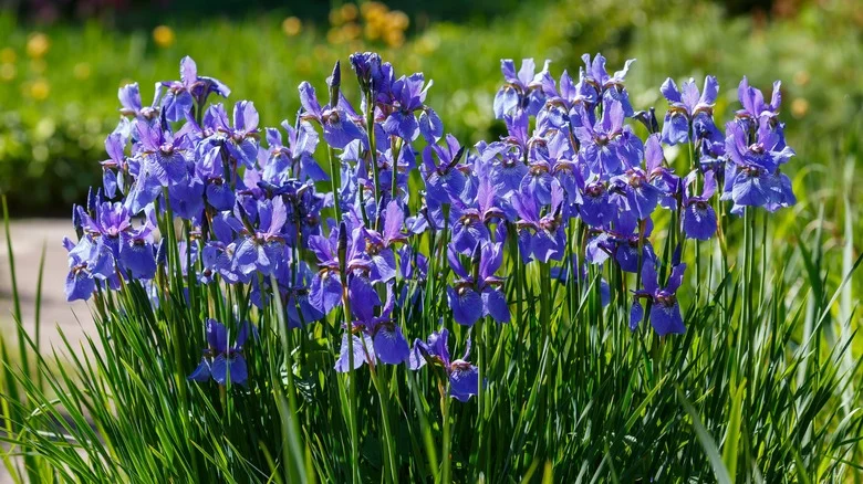 Plant Irises In Record Time With TikTok’s Easy Shovel Hack