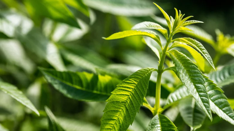Plant Lemon Verbena Near Your Outdoor Sitting Areas And You Won’t Regret It